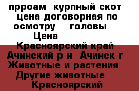 прроам  курпный скот. цена договорная по осмотру. 4 головы.  › Цена ­ 100 000 - Красноярский край, Ачинский р-н, Ачинск г. Животные и растения » Другие животные   . Красноярский край